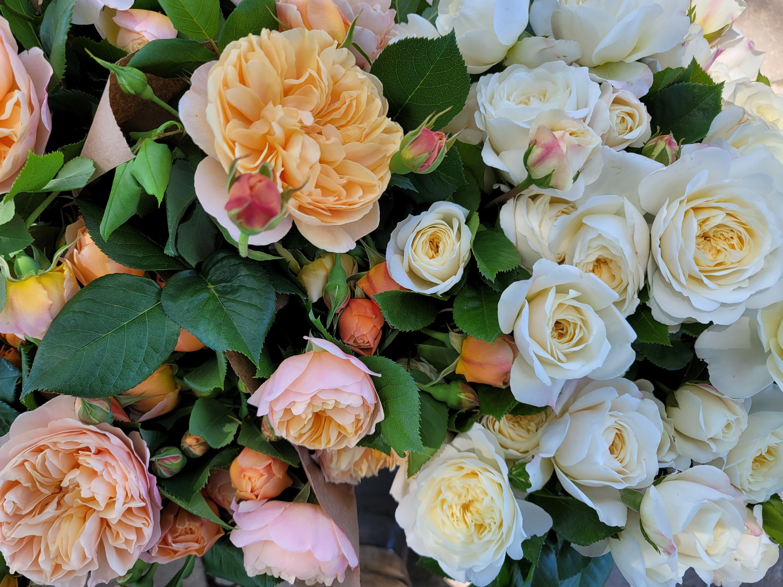 Peach and white roses