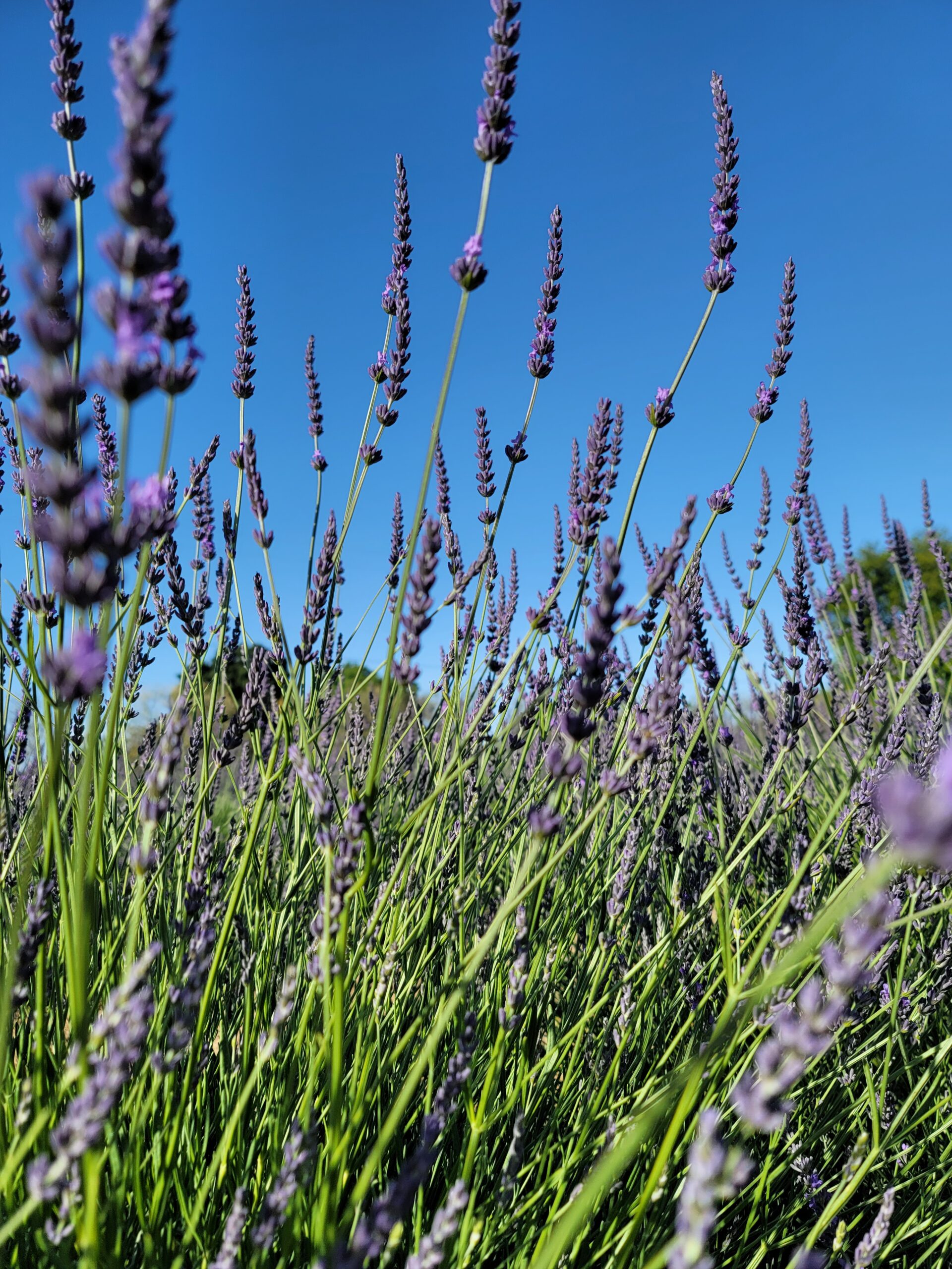 Lavender at HvH Specialty Growers Flower Farm
