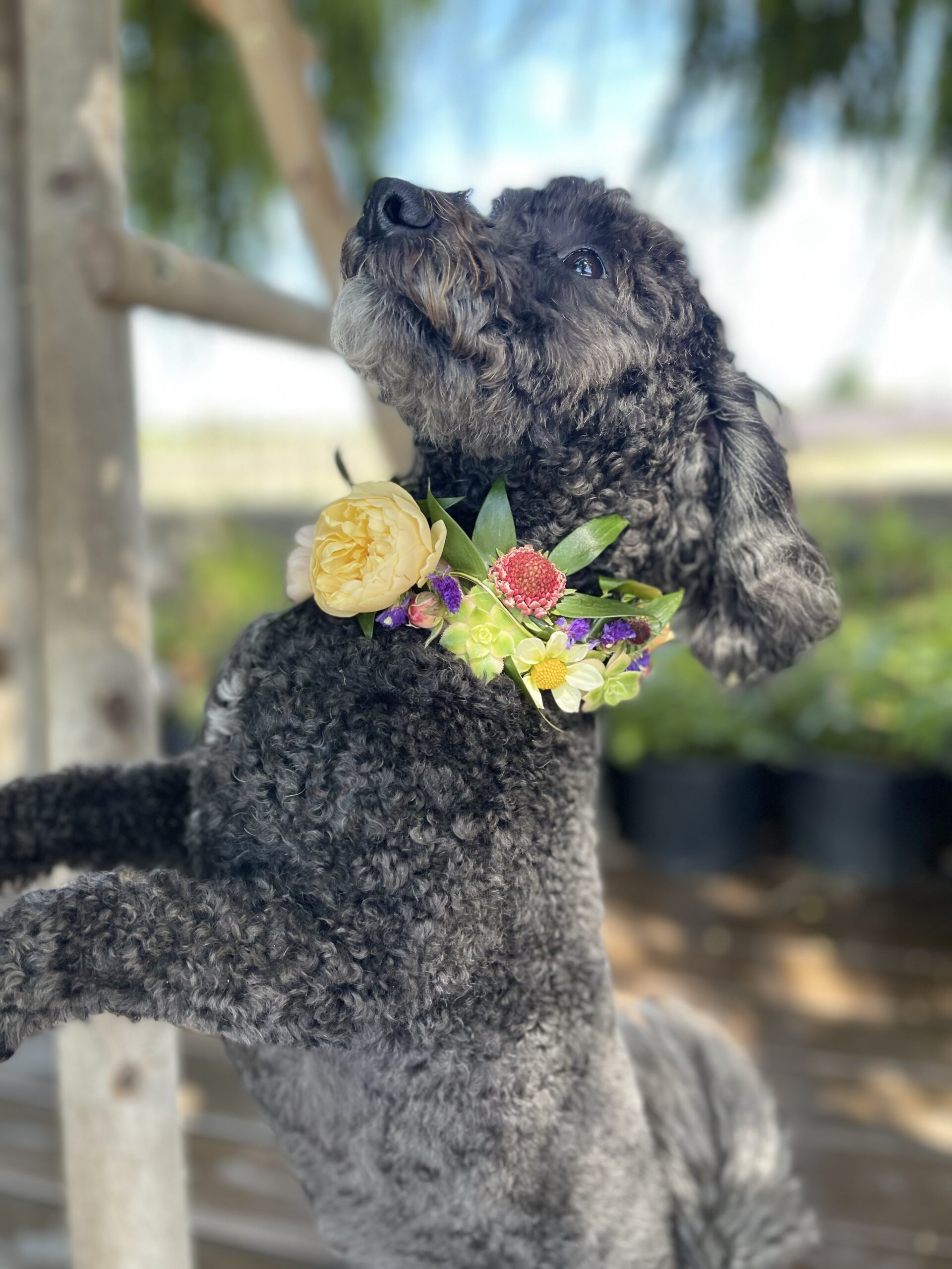 Pup wearing a flower collar
