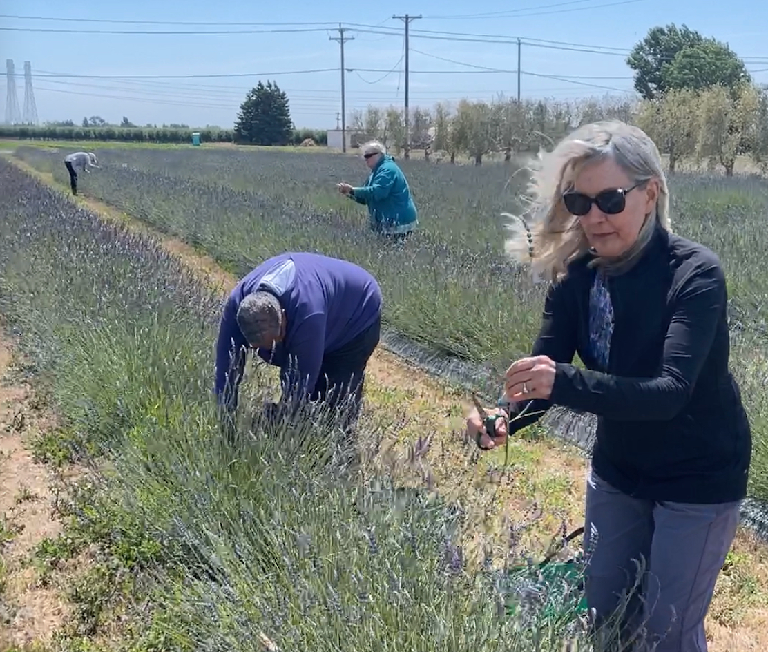 Picking Lavender at HvH Specialty Growers