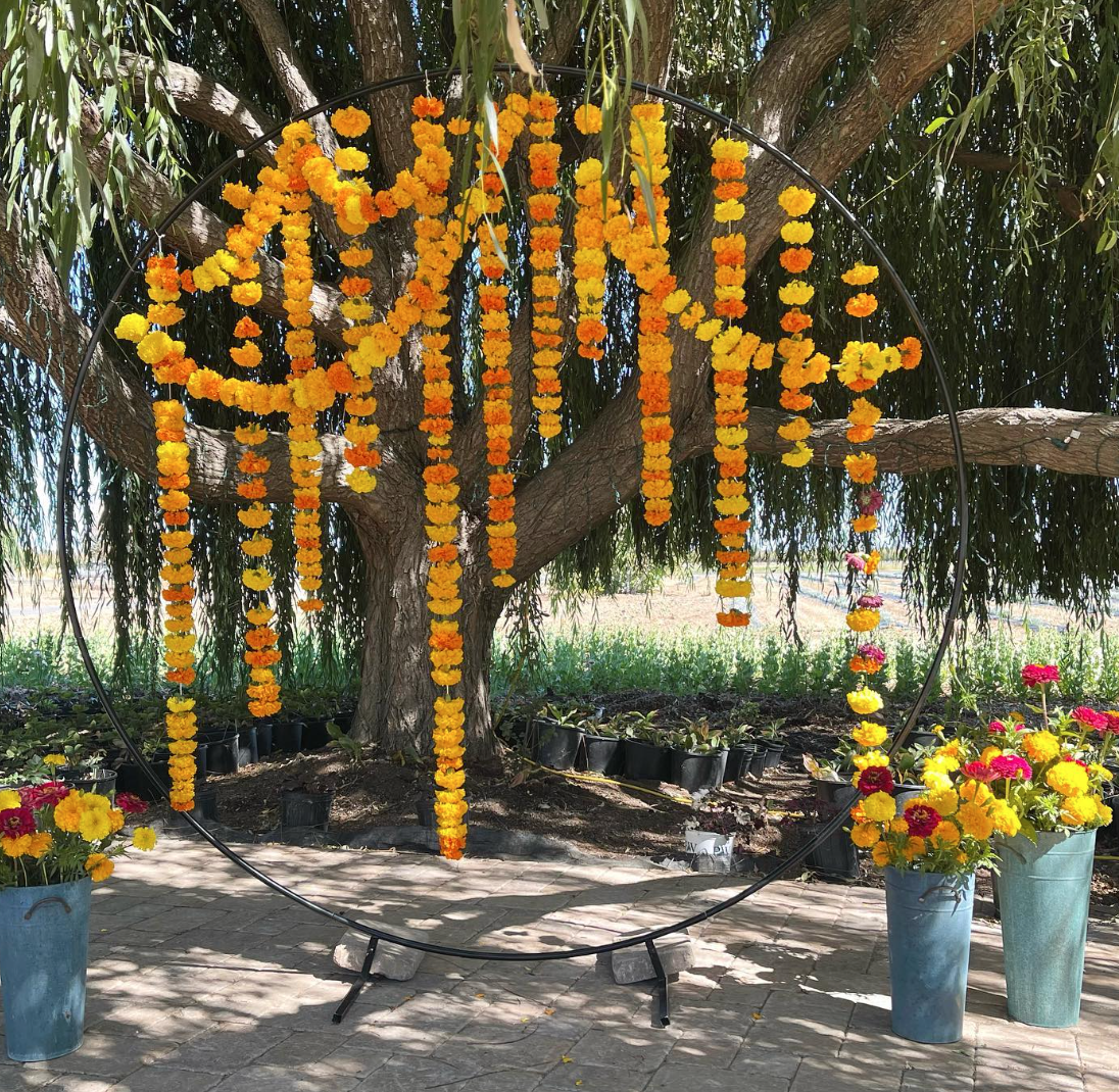 Marigold Arch at HvH Specialty Growers