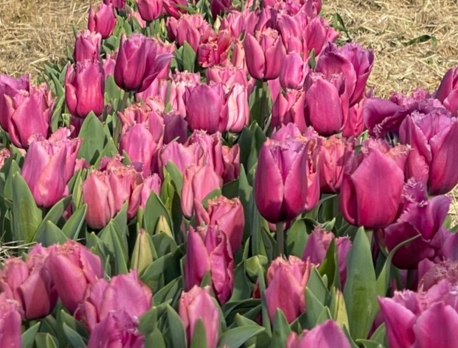 Field of tulips at HvH Specialty Growers Flower Farm