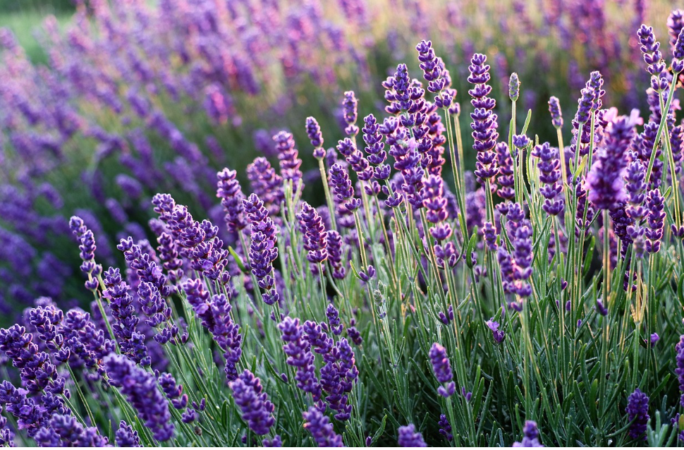 Field of lavender at HvH Specialty Growers Flower Farm