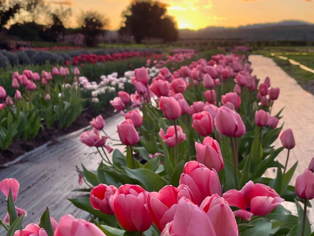 Pink tulips at HvH Specialty Growers in Fairfield, California