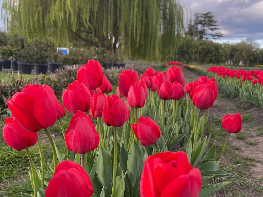 Red tulips at HvH Specialty Growers in Fairfield, California