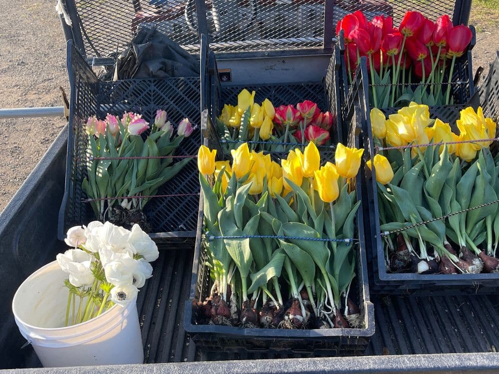 Freshly picked yellow, red, and pink and white tulips gathered in crates at HvH Specialty Growers in Fairfield, California