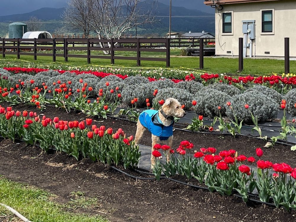 Odin standing in the red tulips at HvH Specialty Growers in Fairfield, California
