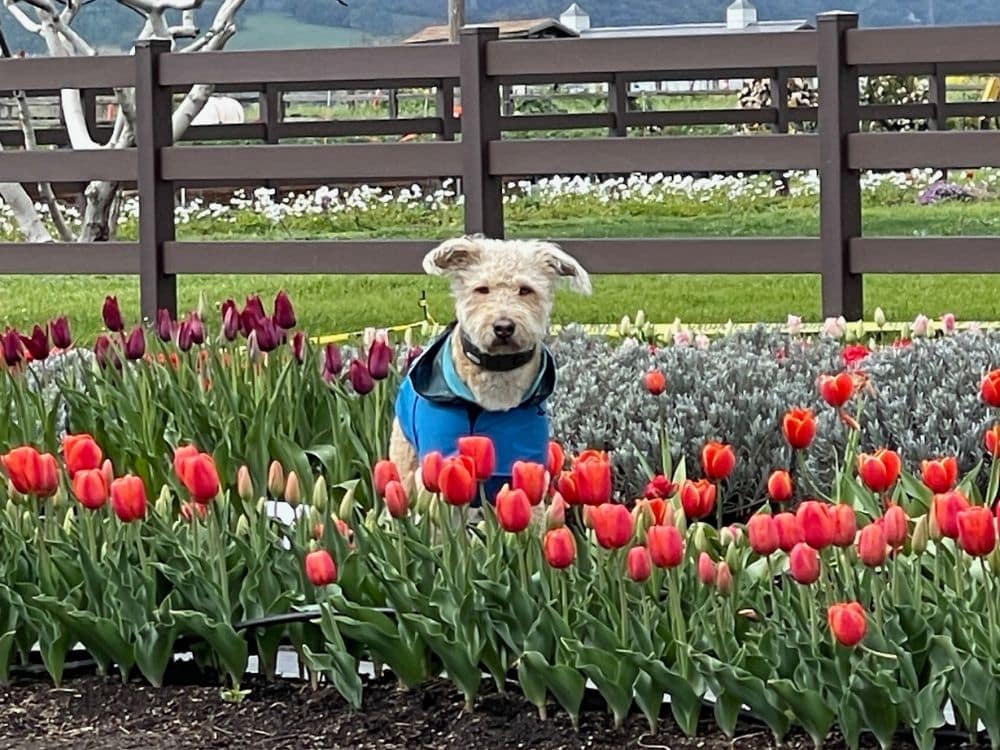 Odin standing in the red tulips at HvH Specialty Growers in Fairfield, California