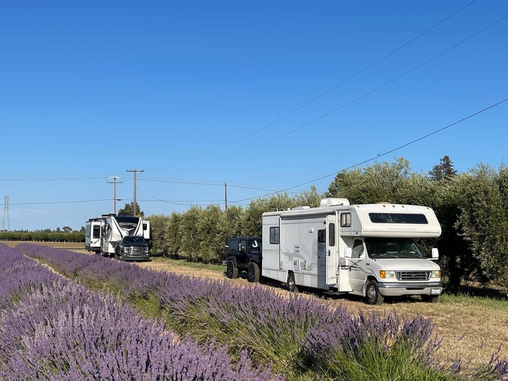 RV guests parked by the lavender at HvH Specialty Growers in Fairfield, California