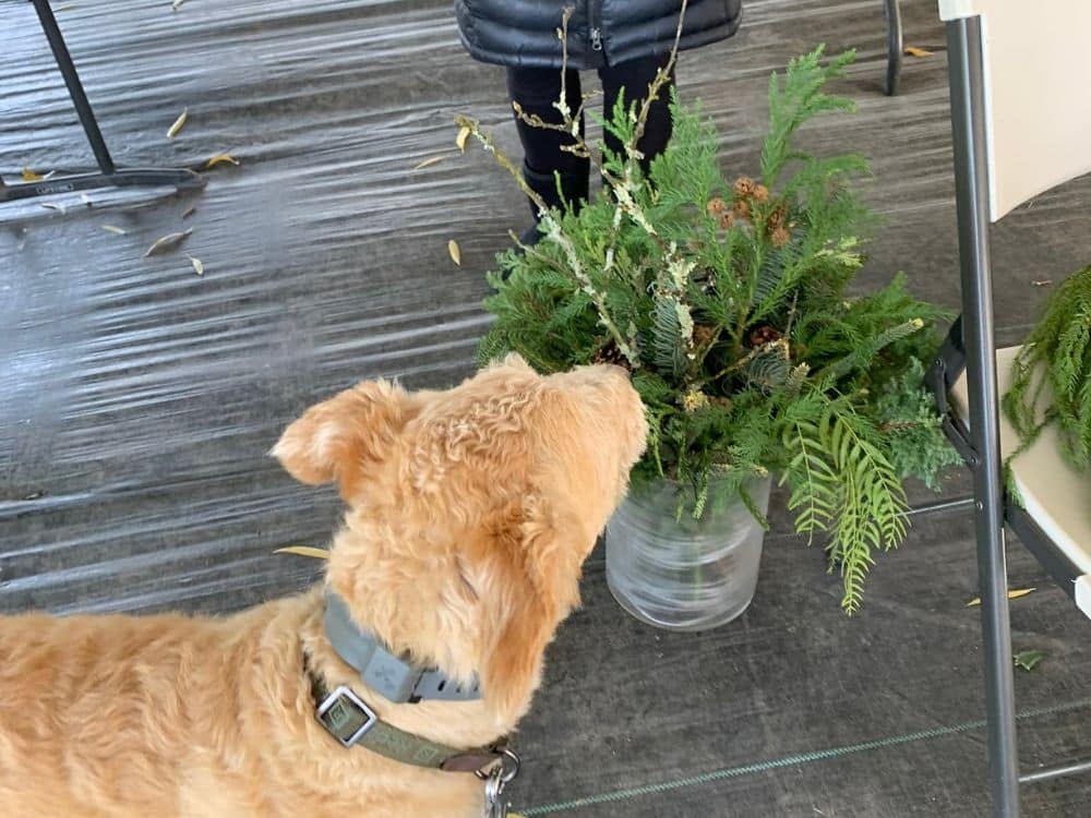 Odin sniffing cut greens at HvH Specialty Growers in Fairfield, California