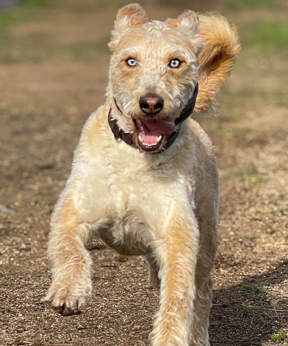 Odin running in the yard at HvH Specialty Growers in Fairfield, California