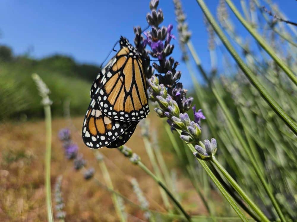 Butterfly on lavender at HvH Specialty Growers in Fairfield, California