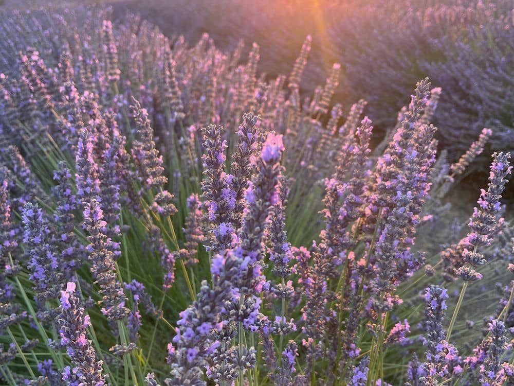 Lavender at HvH Specialty Growers in Fairfield, California