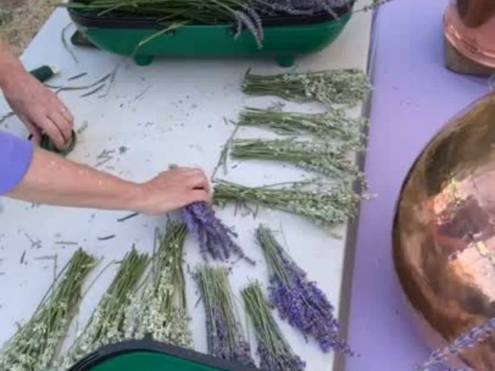 Tying together lavender bunches at HvH Specialty Growers in Fairfield, California