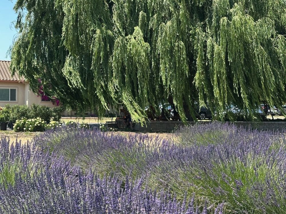 Lavender at HvH Specialty Growers in Fairfield, California