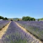 Rows of lavender at HvH Specialty Growers in Fairfield, California
