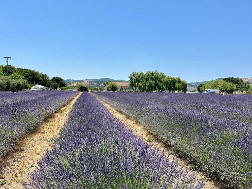 Rows of lavender at HvH Specialty Growers in Fairfield, California
