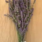 A lavender bunch at HvH Specialty Growers in Fairfield, California