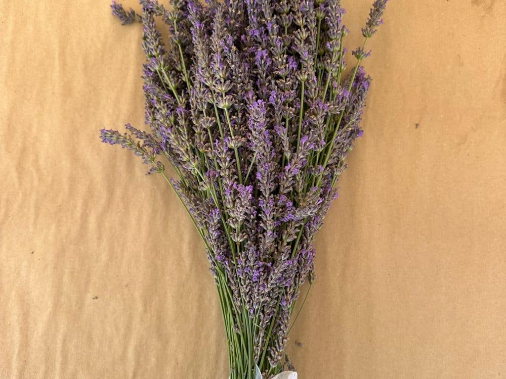 A lavender bunch at HvH Specialty Growers in Fairfield, California