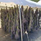 Lavender bunches hanging at HvH Specialty Growers in Fairfield, California