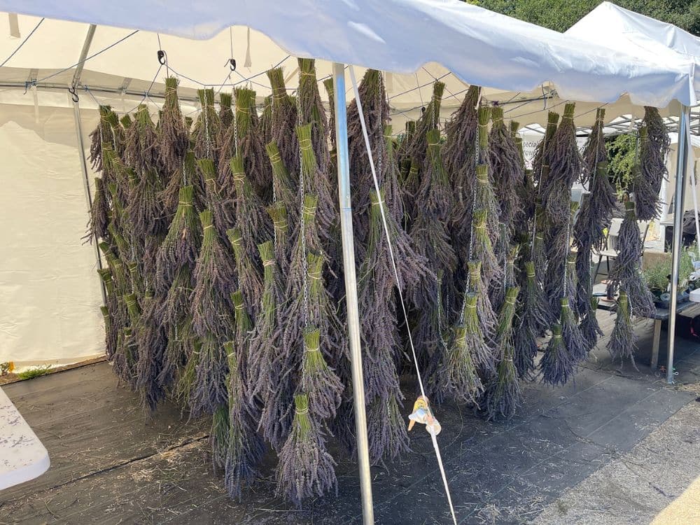 Lavender bunches hanging at HvH Specialty Growers in Fairfield, California
