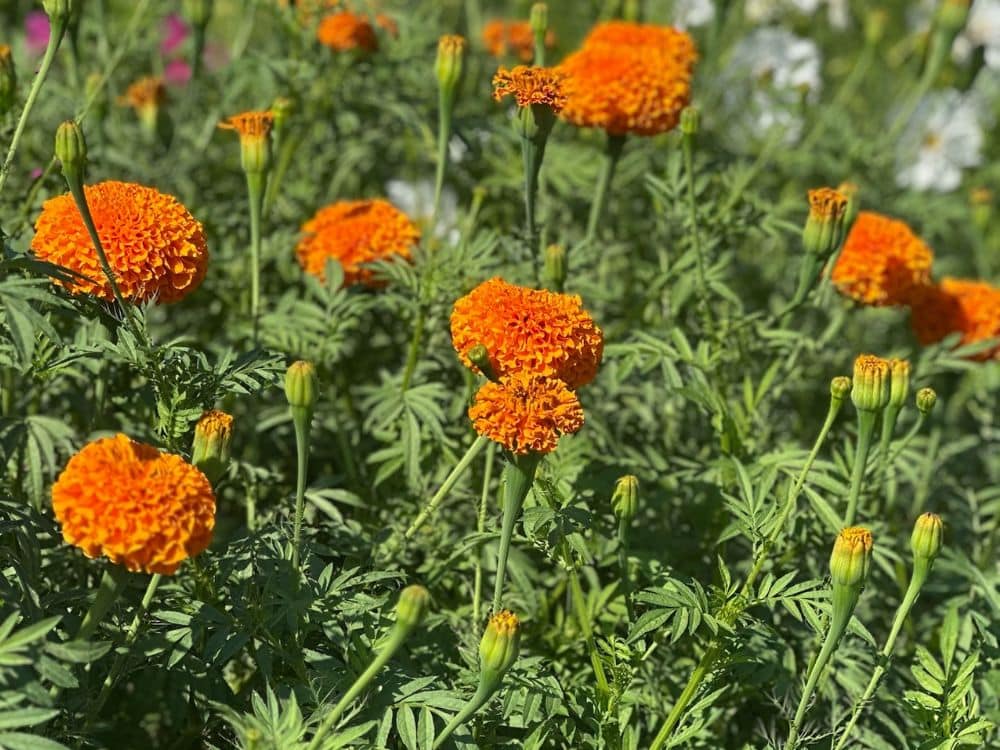 Orange marigolds at HvH Specialty Growers in Fairfield, California