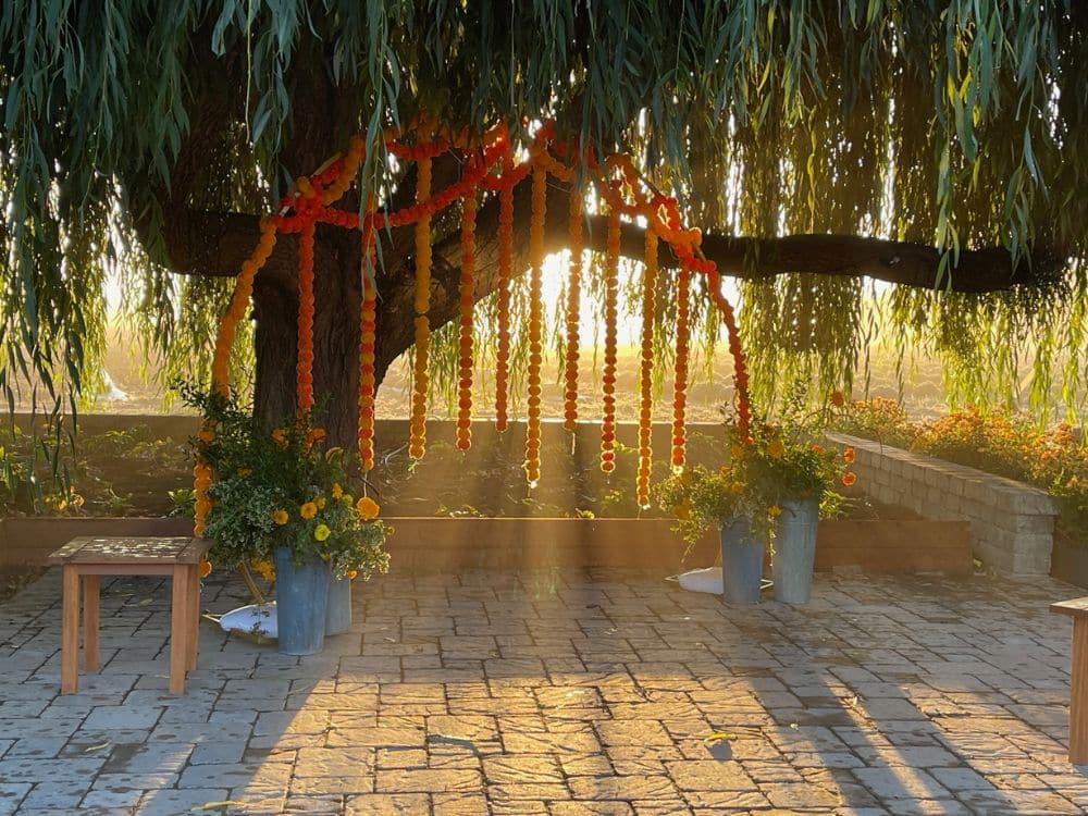 Marigold garland hanging from the Weeping Willow at HvH Specialty Growers in Fairfield, California