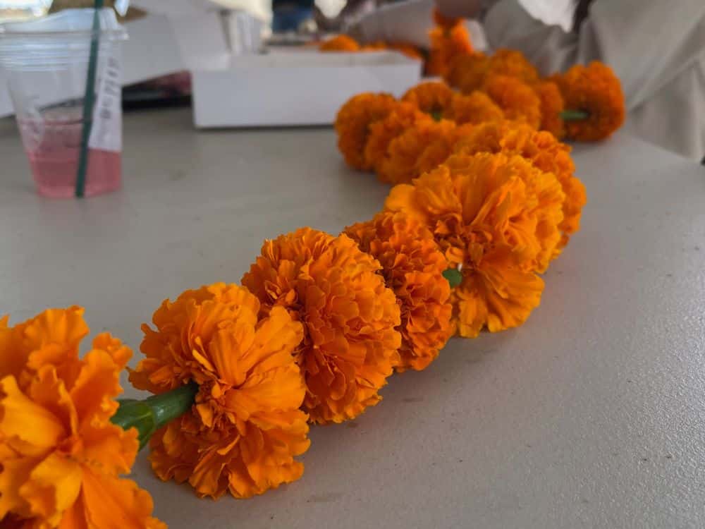 Orange marigold garland made with fresh cut marigolds at HvH Specialty Growers in Fairfield, California