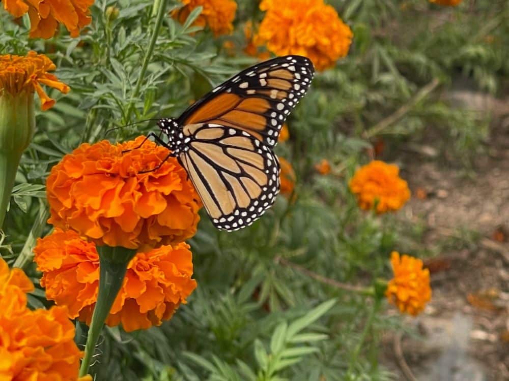 Monarch sitting on an orange marigold at HvH Specialty Growers in Fairfield, California