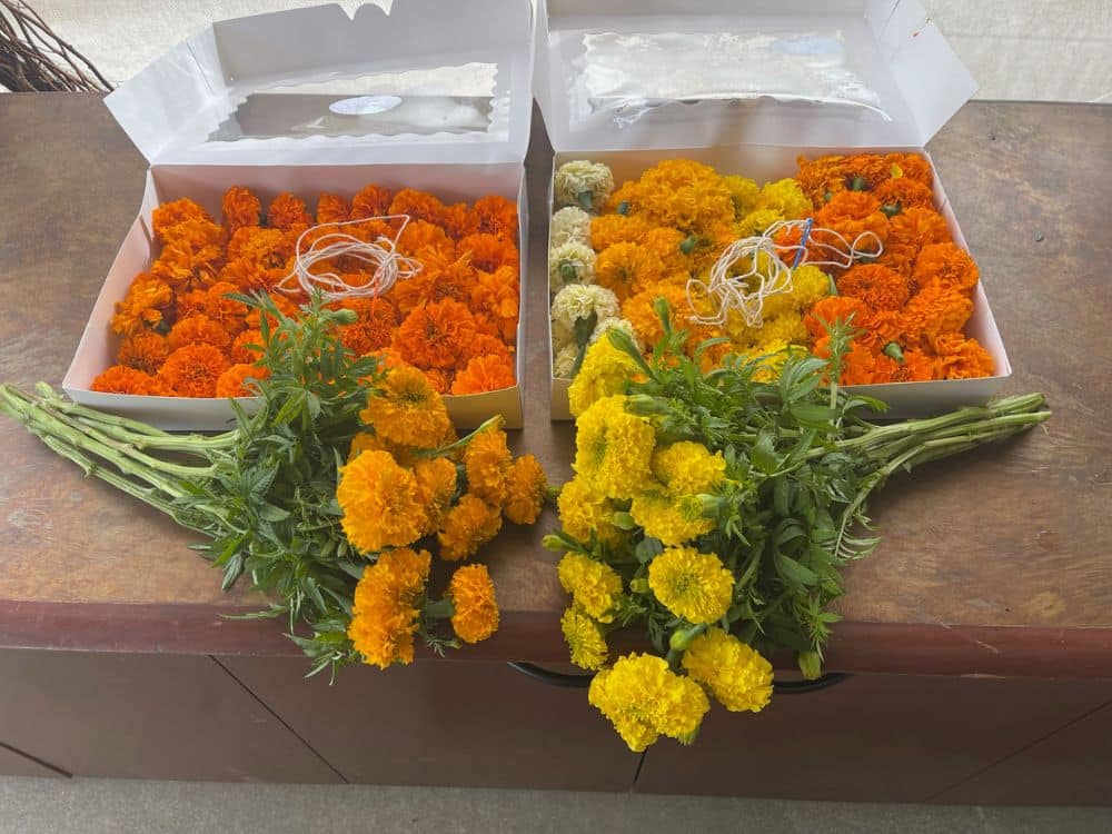 Marigold garlands with fresh cut marigolds at HvH Specialty Growers in Fairfield, California