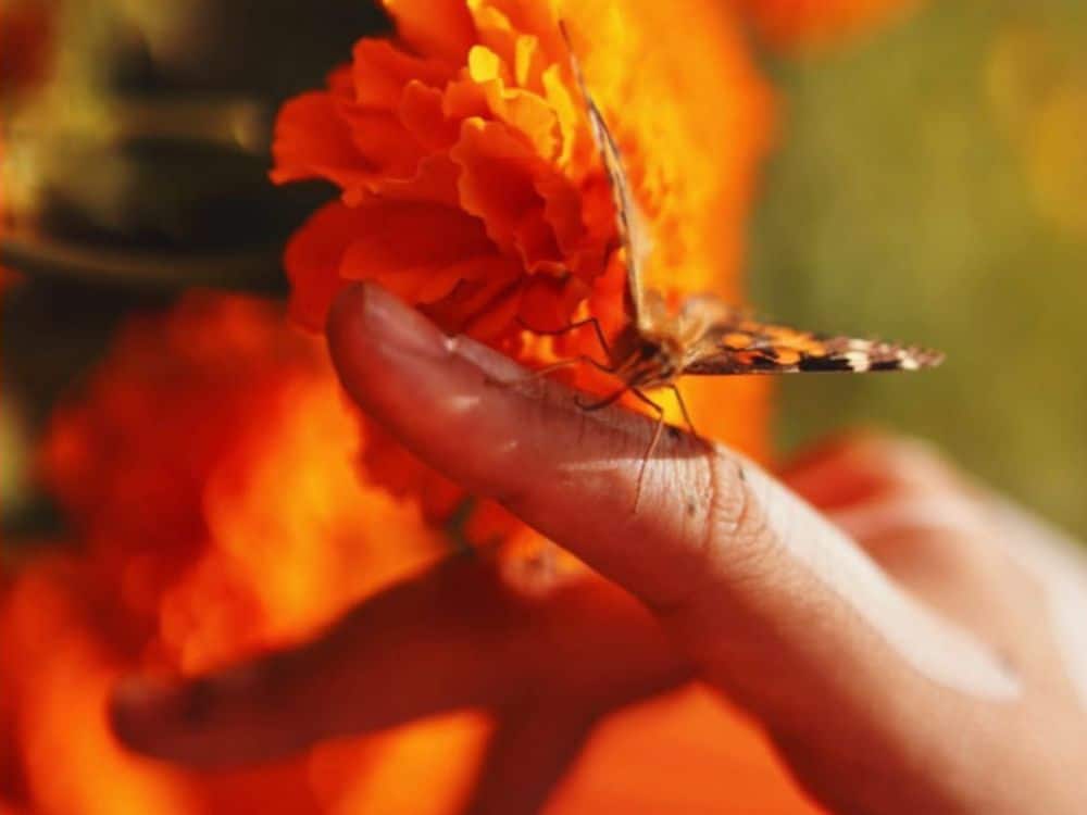 Monarch sitting on a person's finger with an orange marigold behind it at HvH Specialty Growers in Fairfield, California