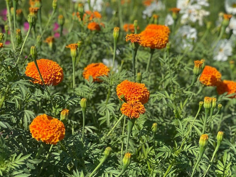 Orange marigolds at HvH Specialty Growers in Fairfield, California