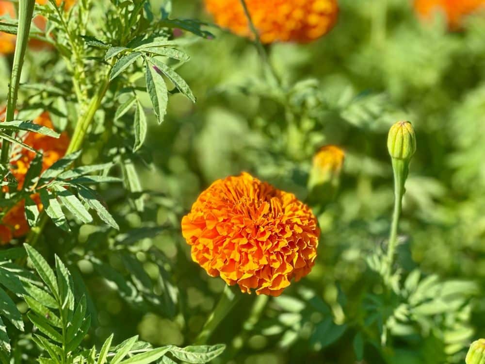 Orange marigolds at HvH Specialty Growers in Fairfield, California