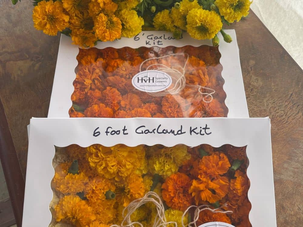 Marigold garlands with fresh cut marigolds at HvH Specialty Growers in Fairfield, California