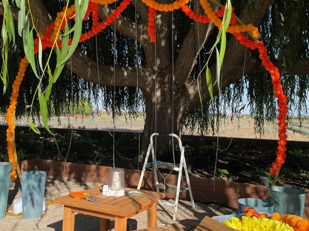 Marigold garland hanging from the Weeping Willow at HvH Specialty Growers in Fairfield, California