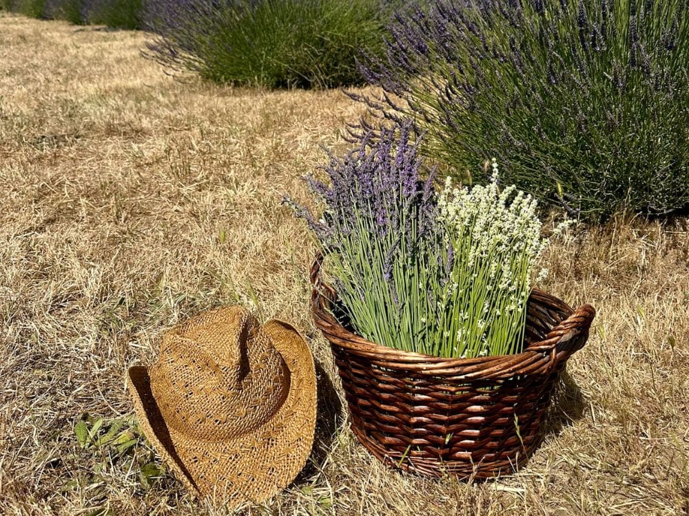 Basket of freshly cut lavender sitting next to a hat on the ground in the lavender at HvH Specialty Growers in Fairfield, California