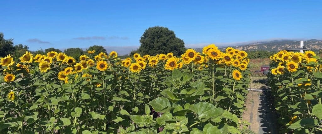 Sunflowers at HvH Specialty Growers in Fairfield, California