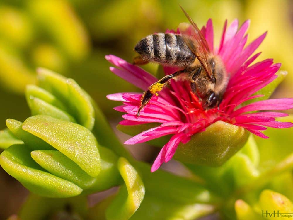 Bee in flower at HvH Specialty Growers in Fairfield, California