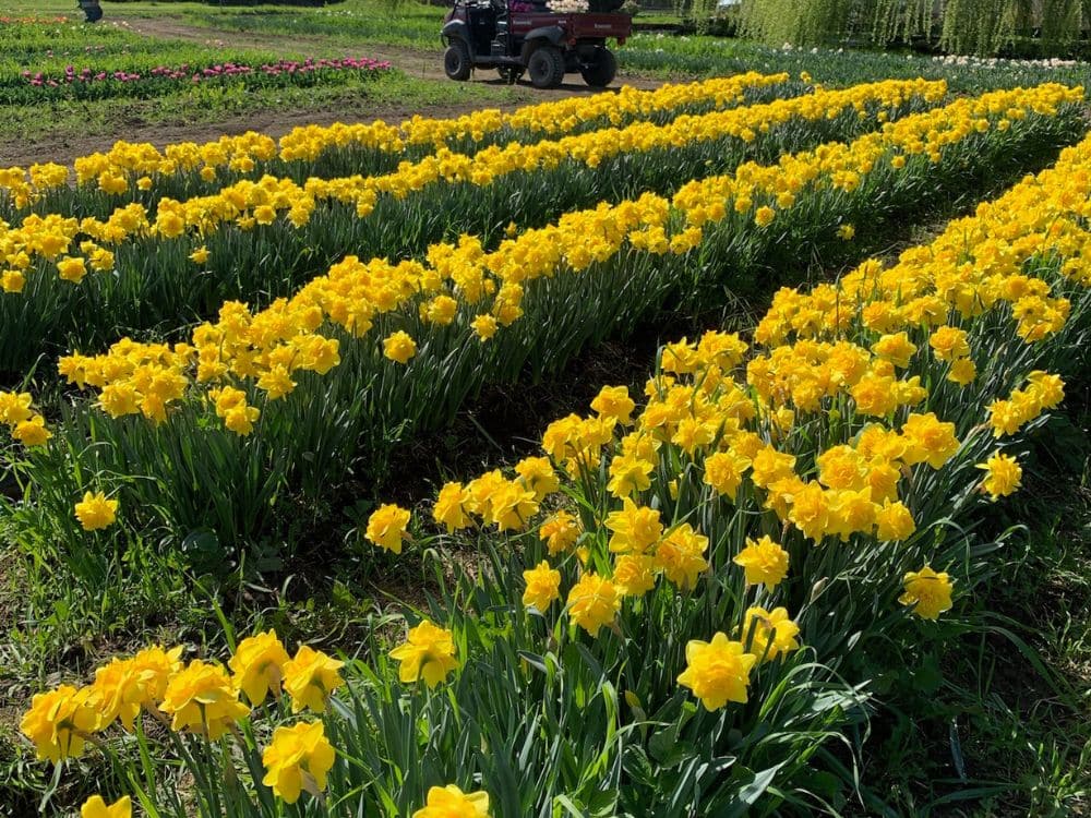 Rows of daffodils at HvH Specialty Growers in Fairfield, California